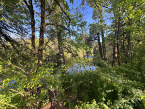Salmon River Hwy 26033 Tract 1_07